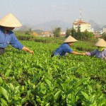 Phụ nữ phường Tân Phong tích cực thu hái chè, nâng cao thu nhập cho gia đình