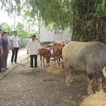 Ông Quách Văn Tẹo ở xóm 4 sử dụng nguồn vốn vay hộ nghèo để chăn nuôi bò, cho thu nhập kinh tế ổn định