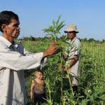 Có vốn, đồng bào dân tộc Khmer ở Kiên Giang đã đầu tư trồng hoa màu, tăng thu nhập gia đình, cải thiện chất lượng cuộc sống