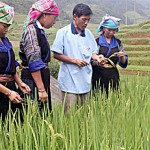 Cùng với nguồn vốn ngân hàng, đồng bào dân tộc ở huyện Mù Cang Chải đã nâng cao trình độ thâm canh, góp phần phát triển kinh tế - xã hội địa phương