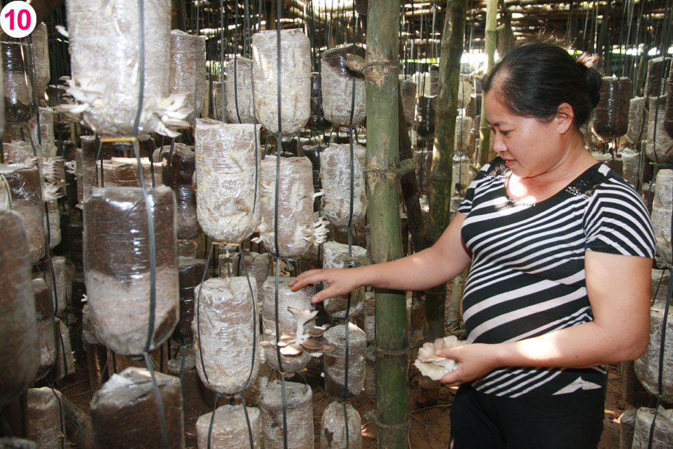 Thông qua Hội Phụ nữ, gia đình chị Xuân Thị Nhàn ở xã Dương Liễu, huyện Hoài Đức được vay 25 triệu đồng để phát triển sản xuất cây nấm sò cho giá trị kinh tế cao