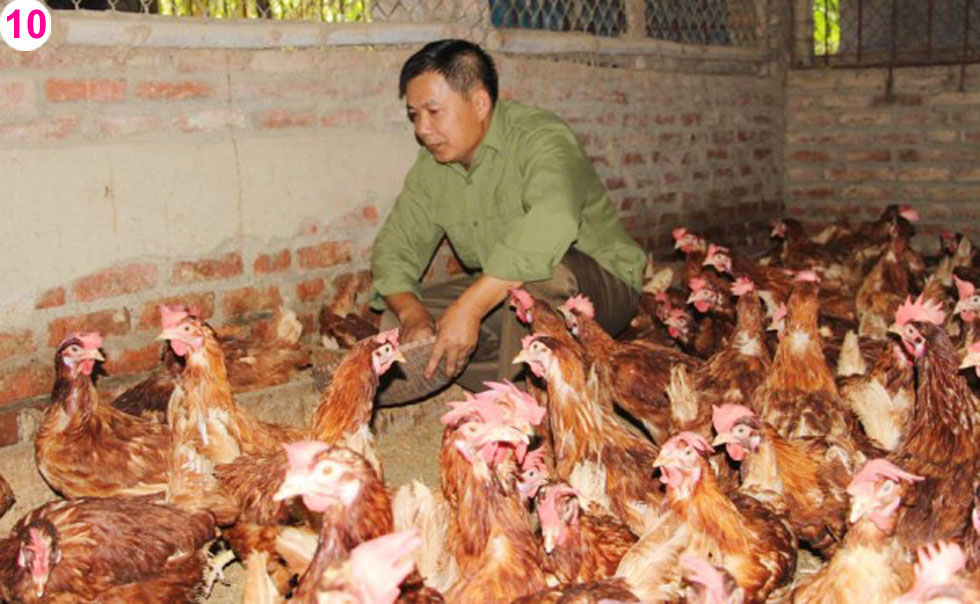 Ông Nguyễn Quang Chính, tổ 3, phường Hòa Chung nuôi gà đẻ trứng, mỗi năm thu nhập từ trứng gà hơn 100 triệu đồng