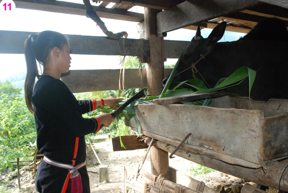 Hội viên phụ nữ xã Mông Ân, huyện Bảo Lâm vay vốn nuôi trâu, bò