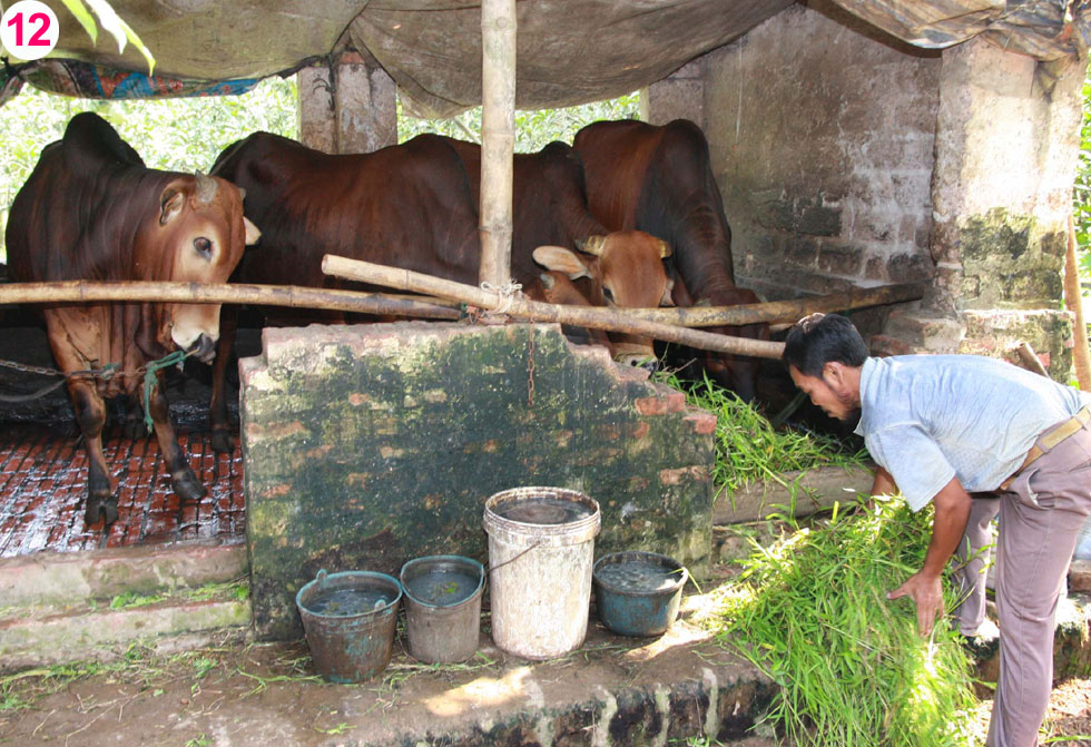 Là hộ nghèo, gia đình anh Nguyễn Công Vinh ở xã Dương Liễu đã mạnh dạn vay vốn từ NHCSXH huyện Hoài Đức để phát triển đàn bò