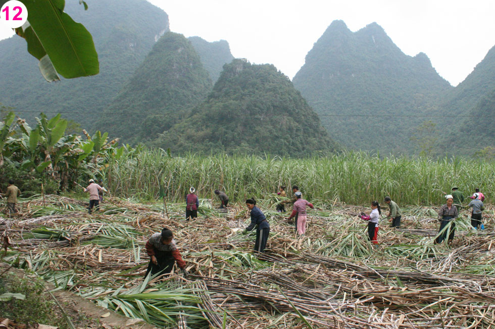 Người dân huyện Phục Hòa vay vốn ưu đãi phát triển cây mía