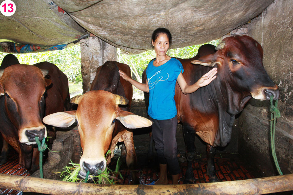 Chị Bùi Thị Nguyện (vợ anh Nguyễn Công Vinh) cùng chăm sóc đàn bò của gia đình