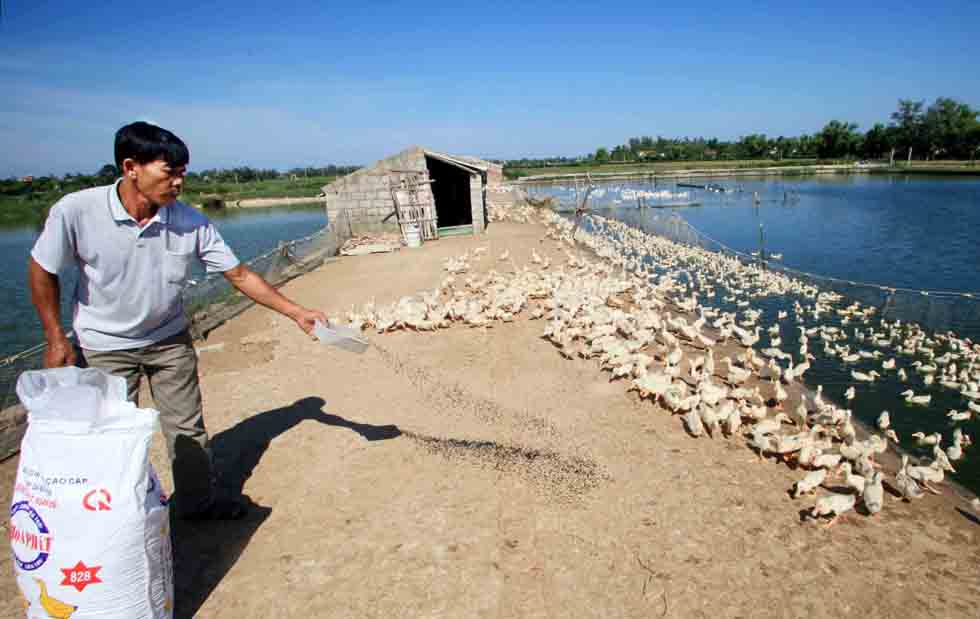 Trang trại nuôi cá, vịt của gia đình anh Trần Đình Nhu ở huyện Nghi Xuân sử dụng vốn vay giải quyết việc làm từ NHCSXH