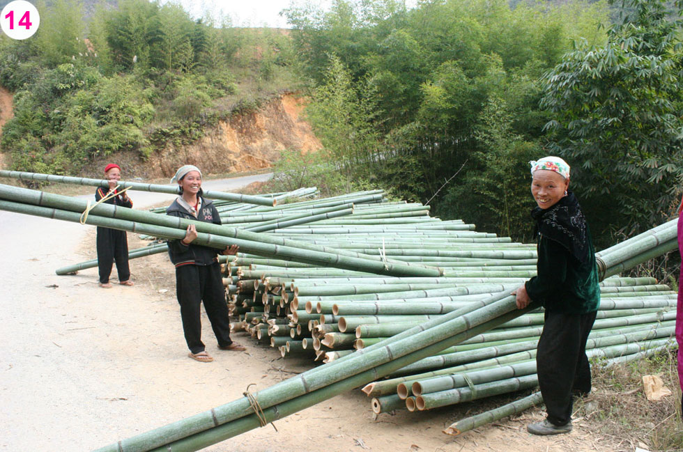 Có vốn, đồng bào vùng cao xã Huy Giáp, huyện Bảo Lạc tập trung phát triển cây trúc sào