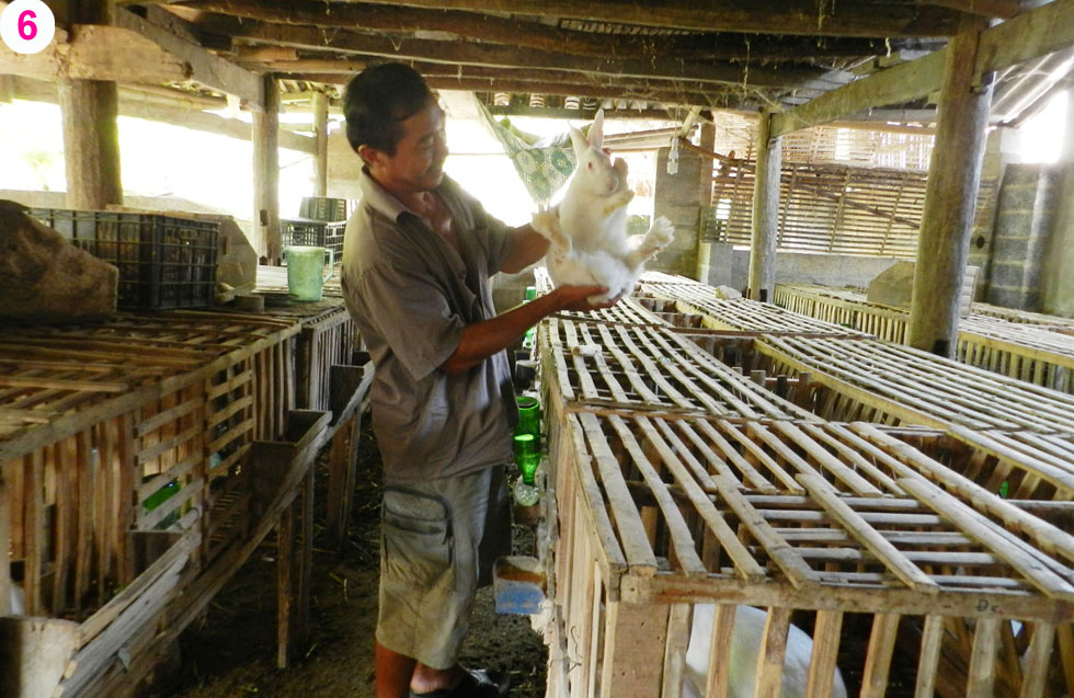 Ông Phan Văn Huy, xã Hồng Định, huyện Quảng Uyên mạnh dạn vay 20 triệu đồng đầu tư nuôi thỏ thịt, thỏ giống, thu nhập bình quân trên 150 triệu đồng/năm