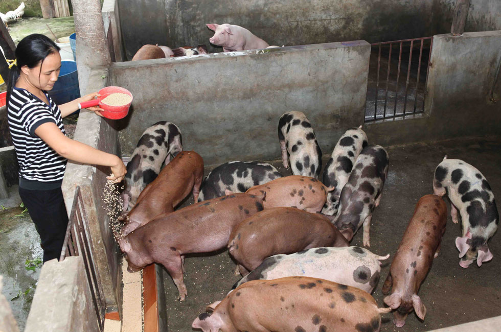 Chị Nguyễn Thị Sáu ở xã Đại Hưng, huyện Mỹ Đức vay vốn hộ nghèo đầu tư nuôi lợn đã thoát nghèo
