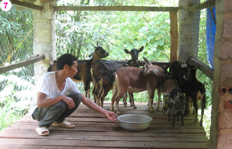 Với 20 triệu đồng vốn vay ban đầu vay từ NHCSXH, anh Nông Văn Trường ở xóm Nà Mạ, xã Trường Hà, huyện Hà Quảng đầu tư nuôi bò, dê, mỗi năm cho thu nhập trên 50 triệu đồng