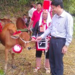 Phó Tổng Giám đốc Bùi Quang Vinh (ngoài cùng) trao tặng bò giống cho hộ nghèo huyện Bình Liêu (Quảng Ninh)
