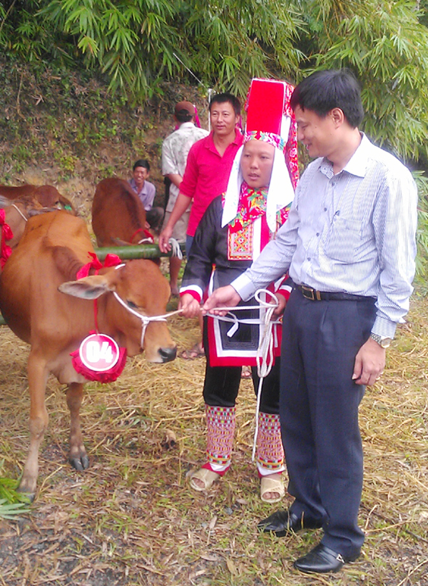 Phó Tổng Giám đốc Bùi Quang Vinh trao tặng bò giống cho hộ nghèo huyện Bình Liêu (Quảng Ninh)