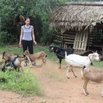 Với số tiền 38 triệu đồng vay của NHCSXH huyện, gia đình bà Nông Chí Nguyên, xóm Búc 2, xã Đồng Thịnh đã đầu tư mua 1 con trâu và 14 con dê sinh sản.