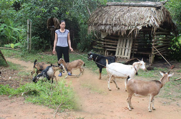 Với số tiền 38 triệu đồng vay của NHCSXH huyện, gia đình bà Nông Chí Nguyên, xóm Búc 2, xã Đồng Thịnh đã đầu tư mua 1 con trâu và 14 con dê sinh sản.