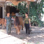 Bà Lê Thị Việt (trái) khoe con bò vừa mới mua từ vốn vay ưu đãi