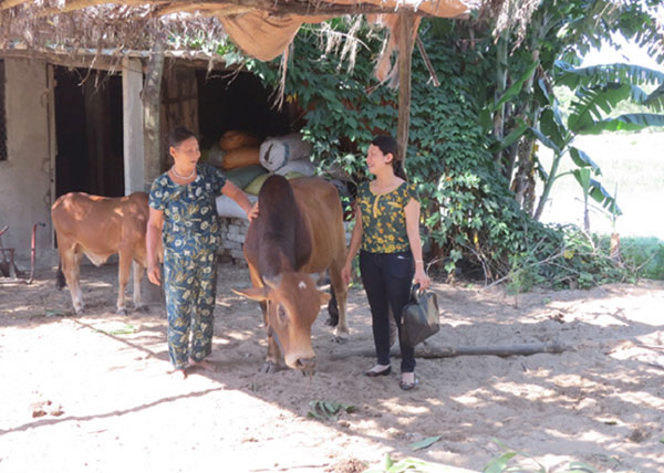 Bà Lê Thị Việt (trái) khoe con bò vừa mới mua từ vốn vay ưu đãi 