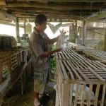 CCB Phan Văn Huy phấn khởi khoe đàn thỏ đầu tư hiệu quả từ vốn ưu đãi của mình