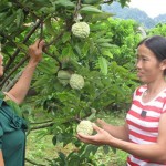 Gia đình chị Nguyễn Thị Mẫn (phải) thoát nghèo nhờ vay vốn ưu đãi trồng na