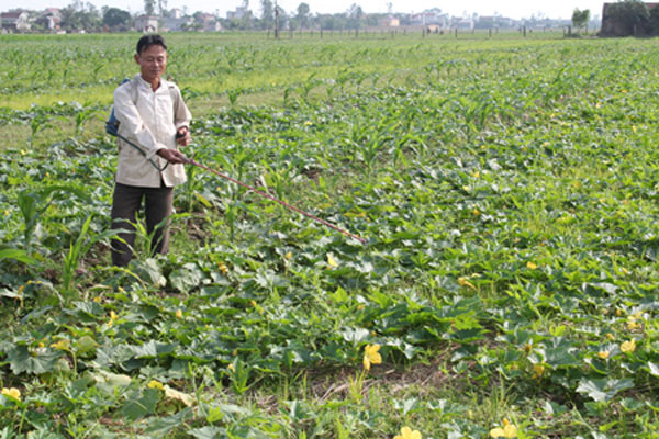 Nguồn vốn vay ưu đãi đã giúp hộ cận nghèo ở Vạn Ninh có điều kiện tăng gia sản xuất