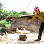 Nguồn vốn chính sách đã tạo động lực cho các hộ nghèo ở xã Quang Tiến, huyện Sóc Sơn thoát nghèo bền vững Ảnh: Trần Việt Linh - TTXVN