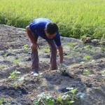 Ngoài chăn nuôi, gia đình ông Vũ Văn Thu còn gieo trồng 1 sào rau màu, thu lãi trên 50 triệu đồng/năm