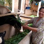 Chị Vân chăm sóc đàn bò đầu tư từ vốn vay ưu đãi