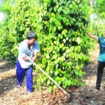 Vườn cây hồ tiêu của gia đình bà Nguyễn Thị Nguyện