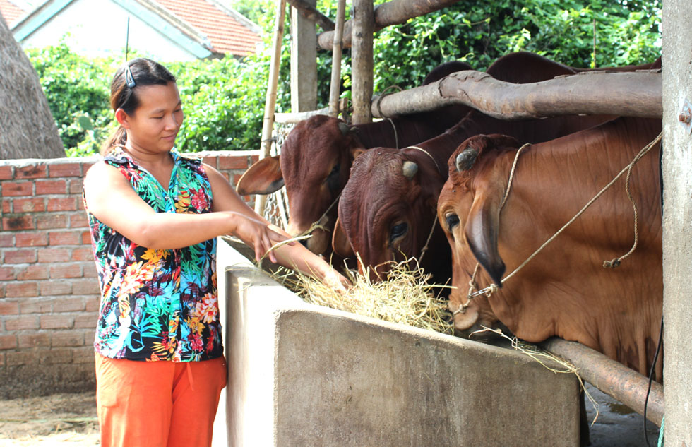 Còn gia đình chị Nguyễn Thị Ba ở thôn Phú Quý mới được vay 30 triệu đồng hộ cận nghèo để phát triển chăn nuôi. Chị Ba cho biết: “Bò lớn, sinh bê con, tôi sẽ bán để trả nợ ngân hàng. Tôi nghĩ, chắc chắn gia đình sẽ thoát nghèo bền vững từ đồng vốn vay này”