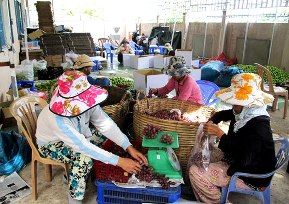Nho quả ngọt thơm của Ninh Thuận được đóng gói chuyển đến các thị trường tiêu dùng trong và ngoài nước