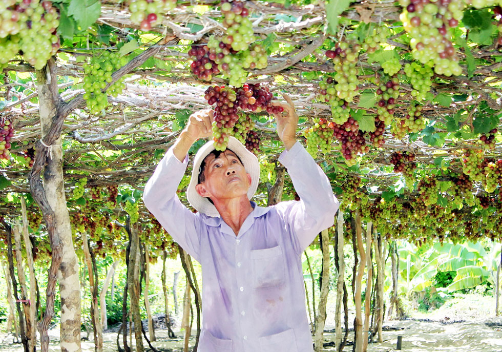 Còn ở xã ở xã Xuân Hải, huyện Ninh Hải có gia đình lão nông Nguyễn Khắc Sinh vay vốn 25 triệu đồng hộ nghèo đầu tư trồng nho tím, nay đã thoát nghèo