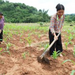 Nhiều hộ nông dân ở xã Thạch Đạn, huyện Cao Lộc vay vốn ưu đãi phát triển kinh tế vườn đồi