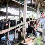 Hộ nghèo Khmer được NHCSXH cho vay vốn nuôi bò sữa giảm nghèo