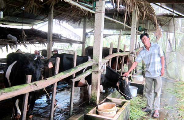 Hộ nghèo Khmer được NHCSXH cho vay vốn nuôi bò sữa giảm nghèo