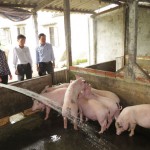 Vốn vay ưu đãi đã giúp gia đình anh Nguyễn Duy Nhưng đầu tư chăn nuôi lợn hiệu quả