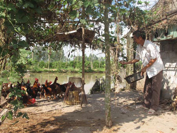 Ông Nguyễn Mạnh Nhật chăm sóc đàn gà ở khu chăn nuôi đa canh của gia đình