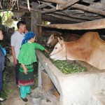 Trồng cỏ nuôi bò vỗ béo hướng đi chính giúp dân thoát nghèo trên cao nguyên đá Đồng Văn