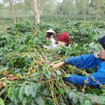 Cà phê không chỉ là cây giảm nghèo của nông dân Mường Ảng