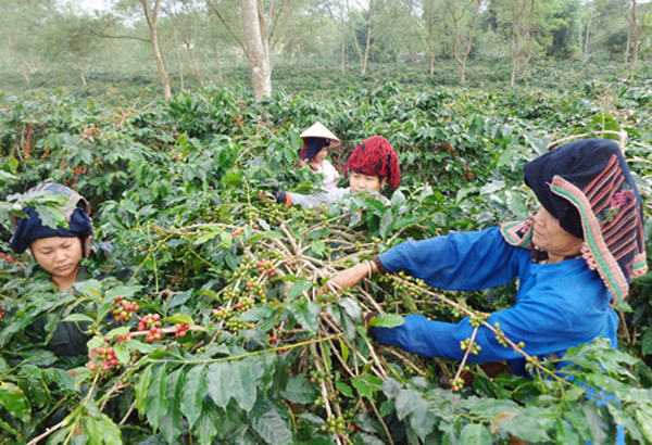 Cà phê không chỉ là cây giảm nghèo của nông dân Mường Ảng