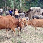 Đồng bào dân tộc huyện Qùy Hợp (Nghệ An) vui mừng khi được vay tiền NHCSXH phát triển đàn trâu, bò