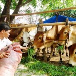 Bà con nông dân xã Vĩnh Hiệp, huyện Vĩnh Thạnh (Bình Định) vay vốn ưu đãi phát triển chăn nuôi đại gia súc