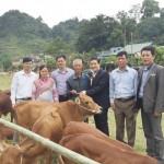 Bò giống đã được trao cho các gia đình nghèo tại huyện Si Ma Cai