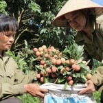 Tín dụng chính sách đem lại niềm vui cho nông dân Hải Dương Ảnh: Trần Việt - TTXVN