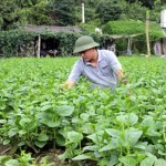 Mô hình trồng rau sạch của hội viên nông dân huyện Văn Lãng