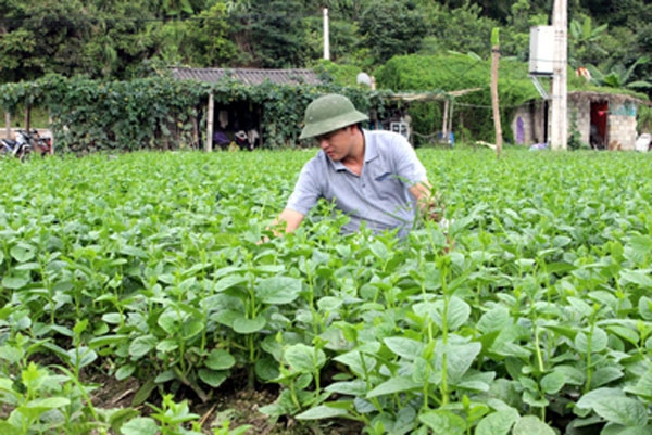 Mô hình trồng rau sạch của hội viên nông dân huyện Văn Lãng