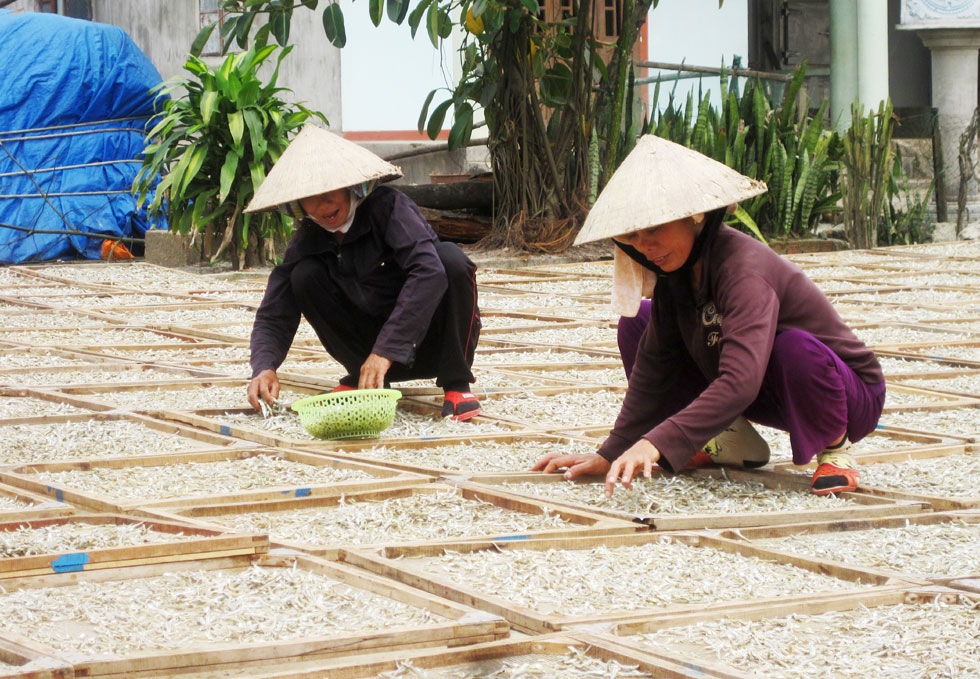 Làng nghề chế biến hấp, sấy cá khô ở xã Gio Việt, huyện Gio Linh đã hồi sinh nhờ nguồn vốn ưu đãi