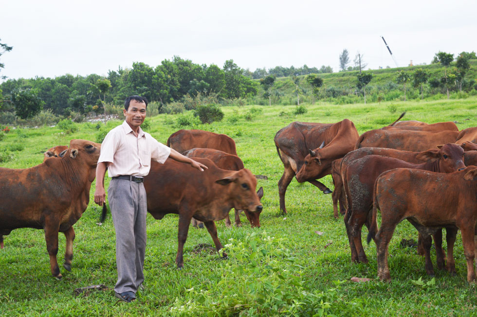 Còn mô hình chăn nuôi bò của anh Nguyễn Văn Thạnh ở thôn An Tiêm, xã Triệu Thành, huyện Triệu Phong mang lại cơ hội thoát nghèo, vươn lên làm giàu. Tất cả được bắt đầu từ 25 triệu đồng vay từ nguồn vốn chính sách