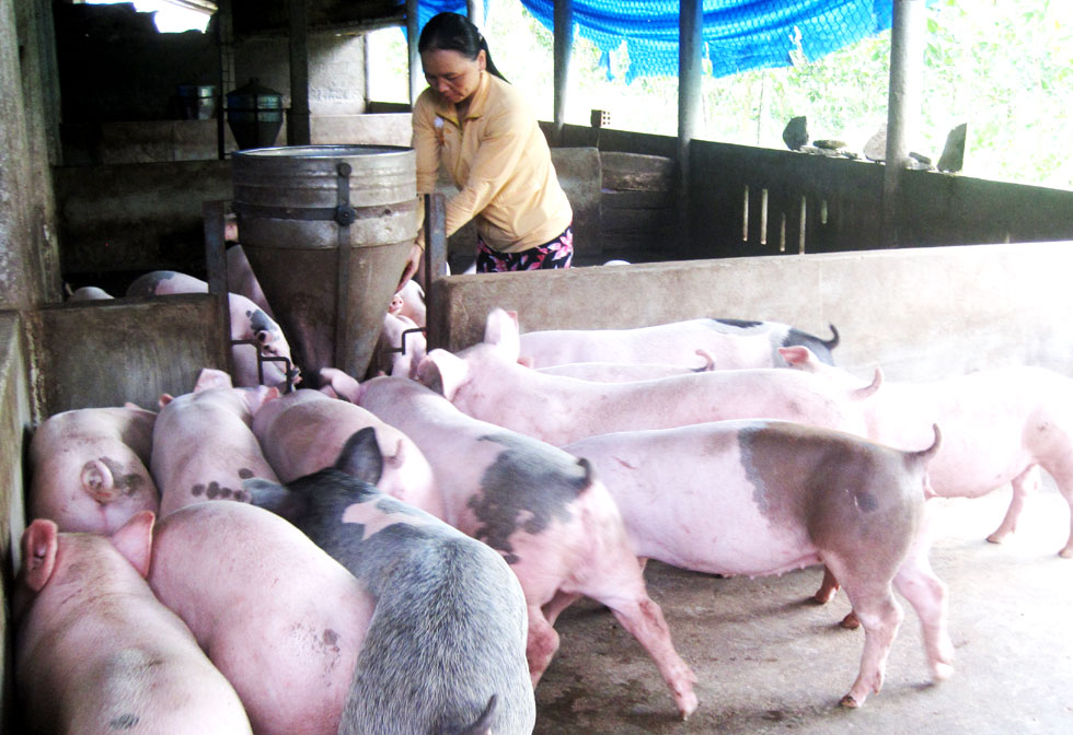 Vay vốn về nuôi lợn thịt đã giúp gia đình chị Nguyễn Thị Tuyết thoát nghèo, ổn định cuộc sống