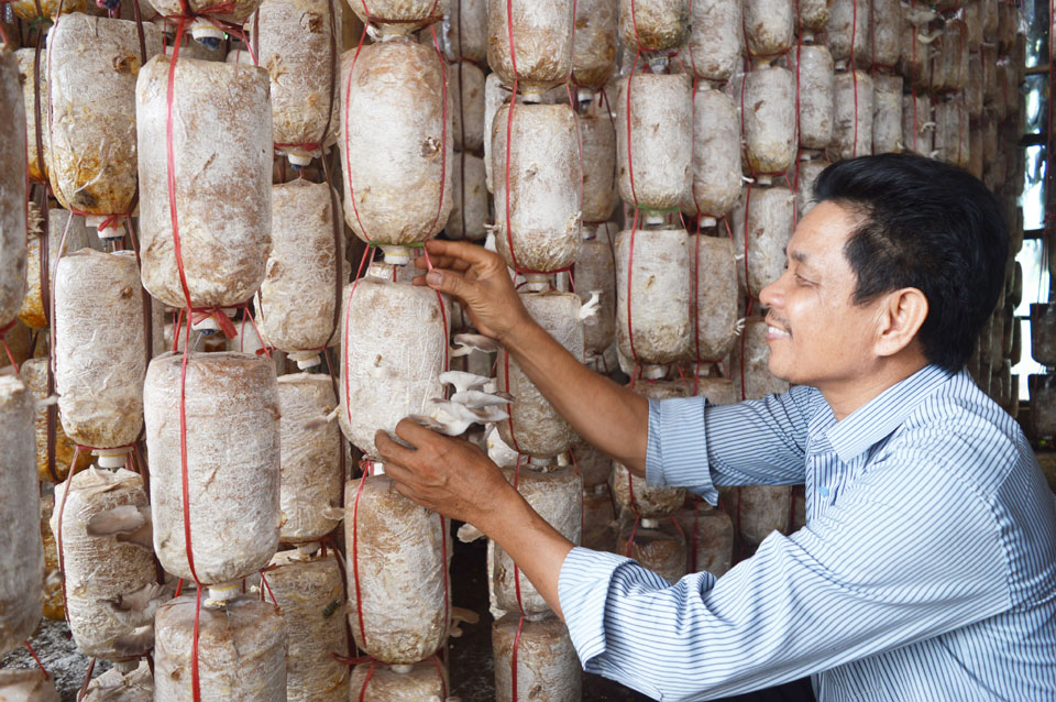 Mô hình trồng nấm của anh Lê Đức Hùng ở thôn Phú Ốc, xã Gio Sơn, huyện Gio Linh cũng đang được phát huy hiệu quả nhờ đồng vốn ngân hàng