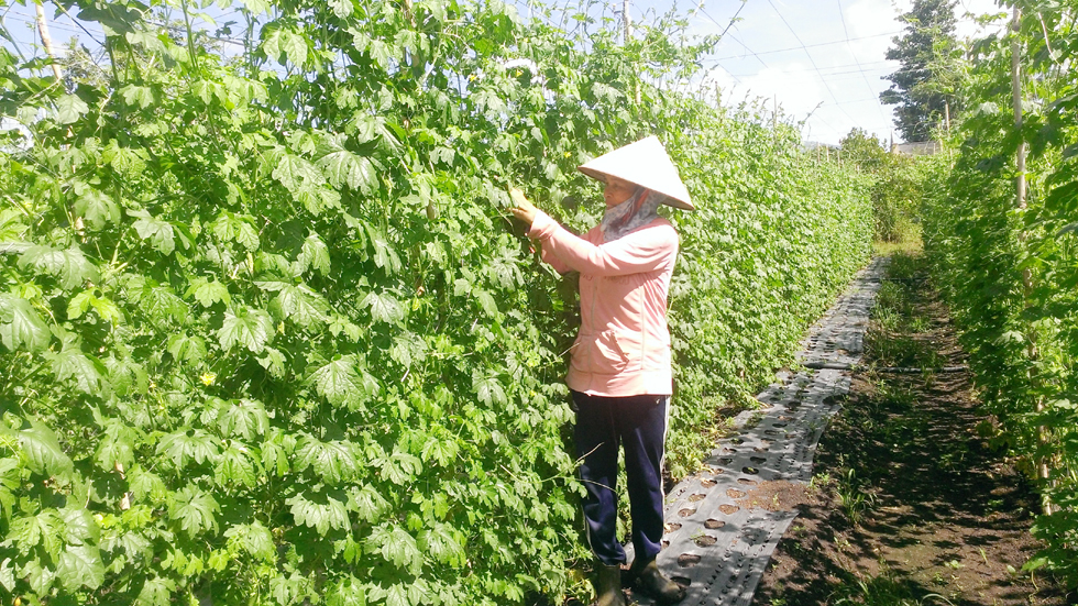 Mướp đắng cho năng suất, hiệu quả kinh tế cao nên cấp ủy, chính quyền các cấp của huyện Xuân Lộc luôn vận động bà con nông dân mở rộng diện tích